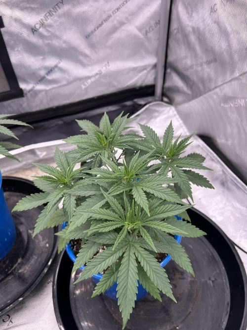 Flagship Photoperiod Grow. Week 7