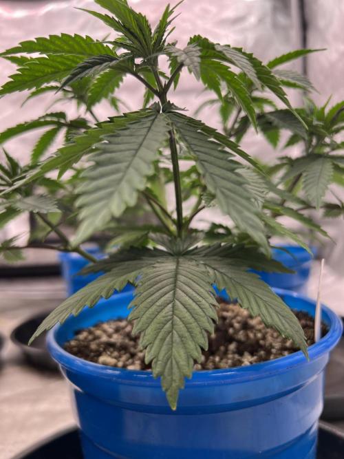 Flagship Photoperiod Grow. Week 7
