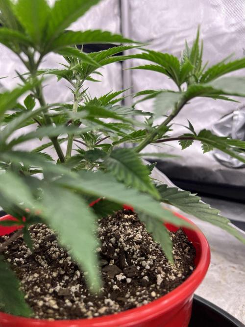 Flagship Photoperiod Grow. Week 7