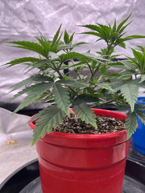 Flagship Photoperiod Grow. Week 7
