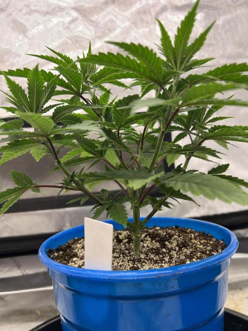 Flagship Photoperiod Grow. Week 7