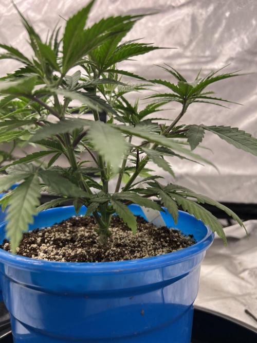 Flagship Photoperiod Grow. Week 7