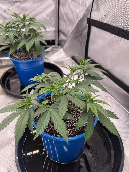 Flagship Photoperiod Grow. Week 7