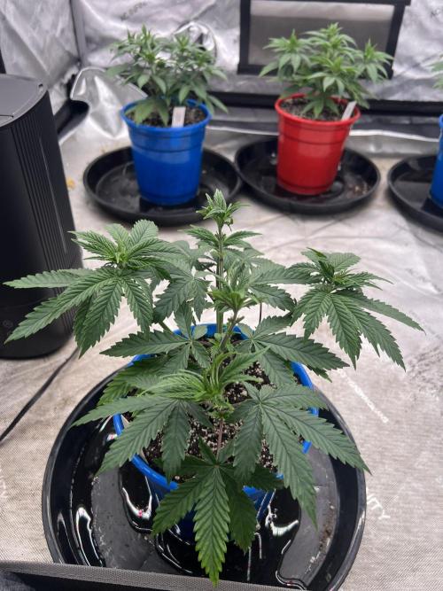 Flagship Photoperiod Grow. Week 7
