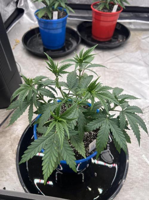Flagship Photoperiod Grow. Week 7