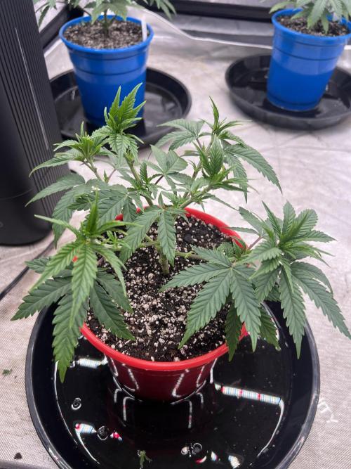 Flagship Photoperiod Grow. Week 7