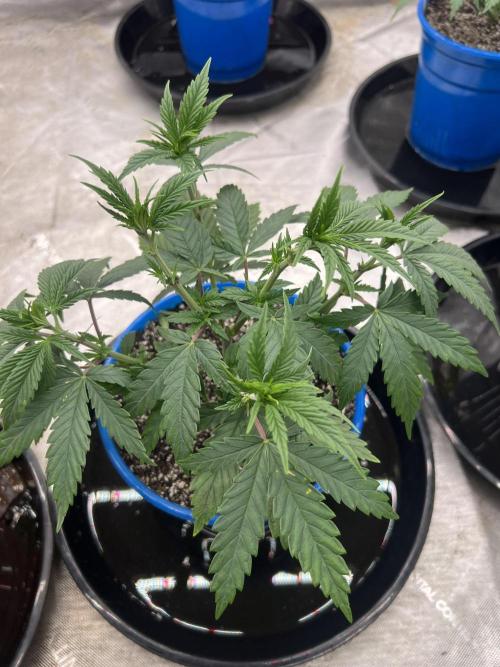 Flagship Photoperiod Grow. Week 7