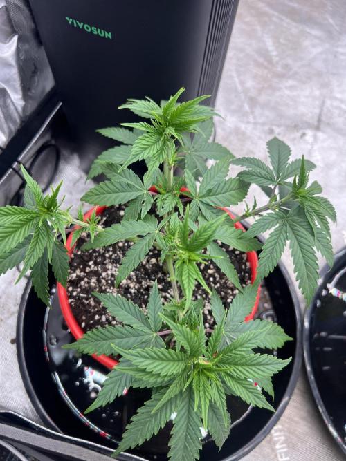 Flagship Photoperiod Grow. Week 7