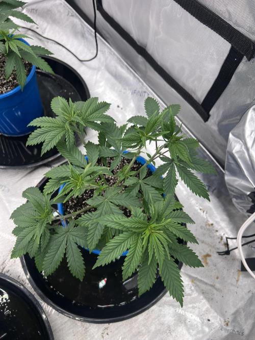 Flagship Photoperiod Grow. Week 7