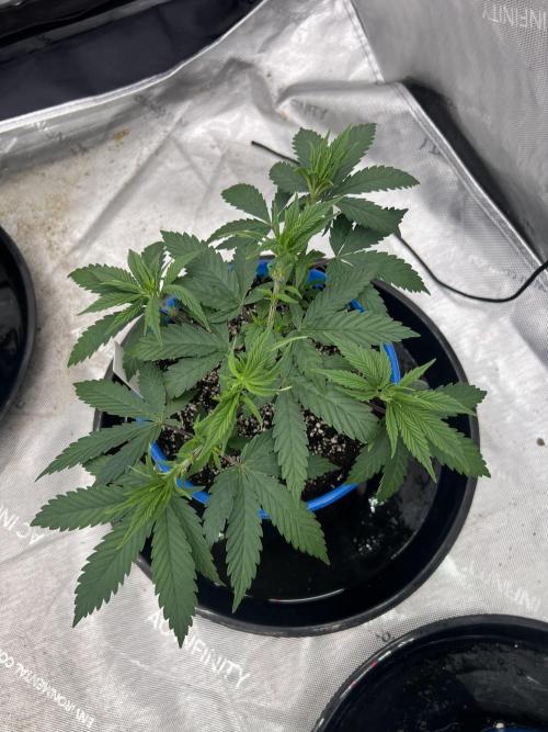 Durban Poison. Week 7