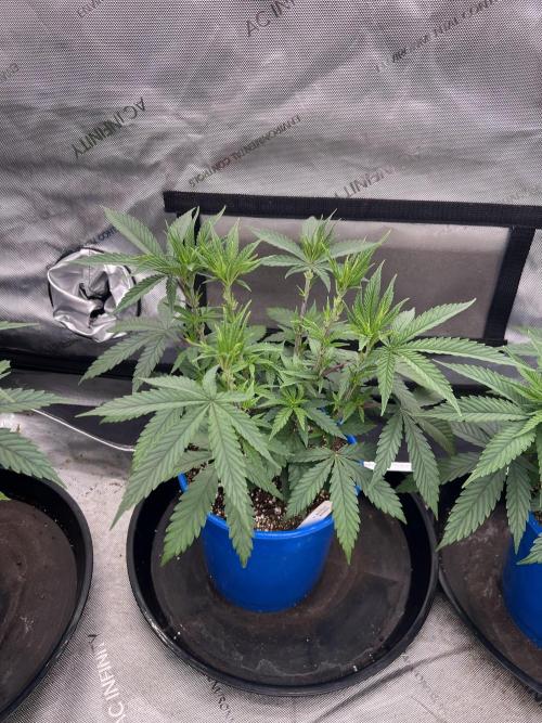 Flagship Photoperiod Grow. Week 8