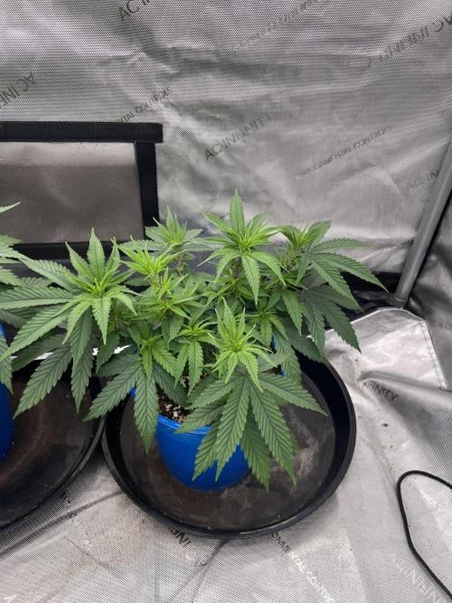 Flagship Photoperiod Grow. Week 8