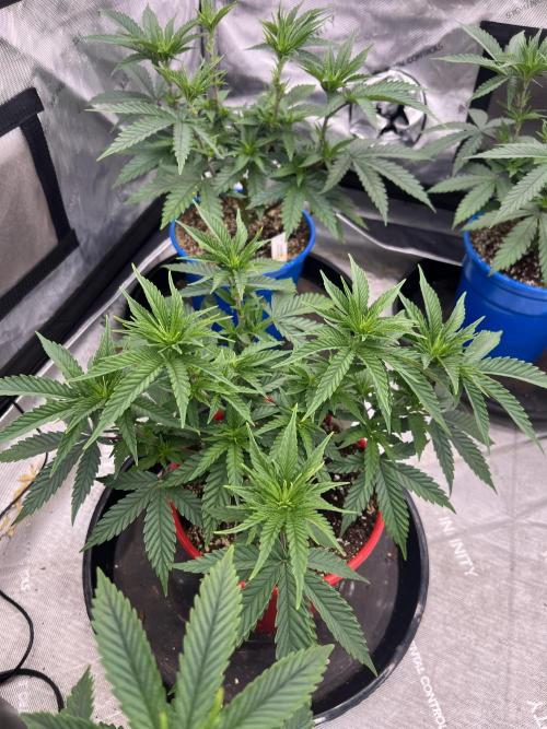 Flagship Photoperiod Grow. Week 8