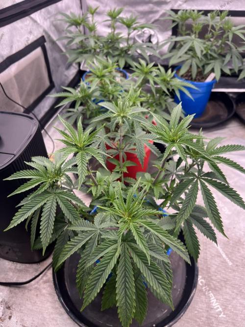 Flagship Photoperiod Grow. Week 8