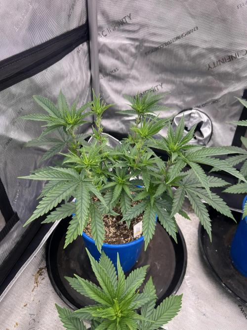 Flagship Photoperiod Grow. Week 8