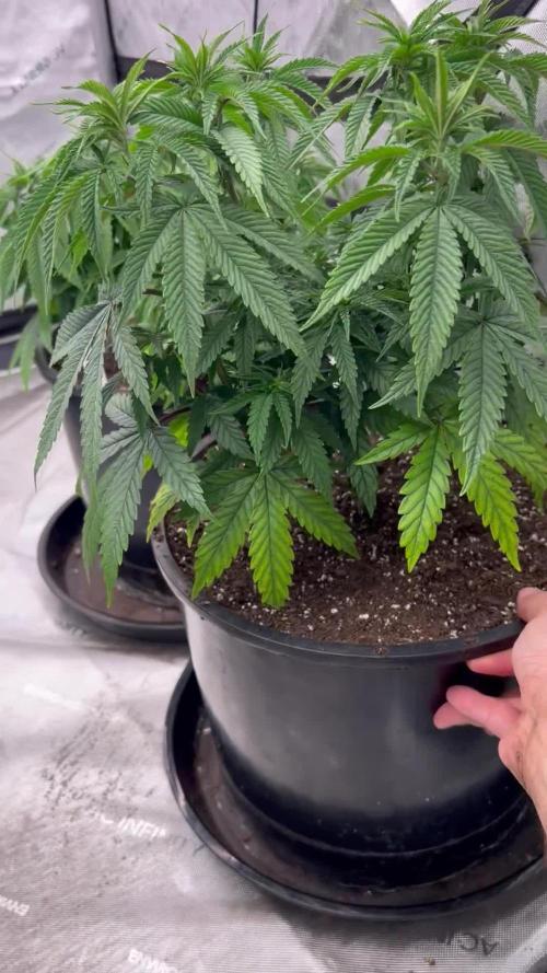 Flagship Photoperiod Grow
