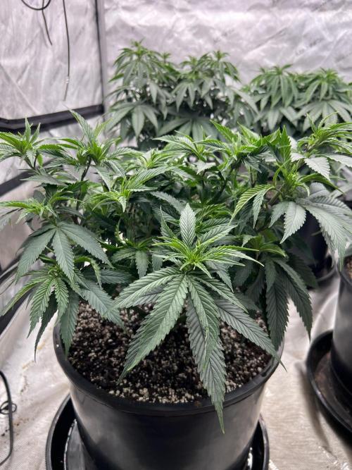 Flagship Photoperiod Grow. Week 10