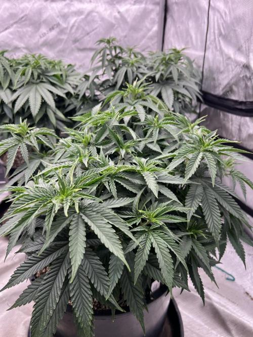 Flagship Photoperiod Grow. Week 10