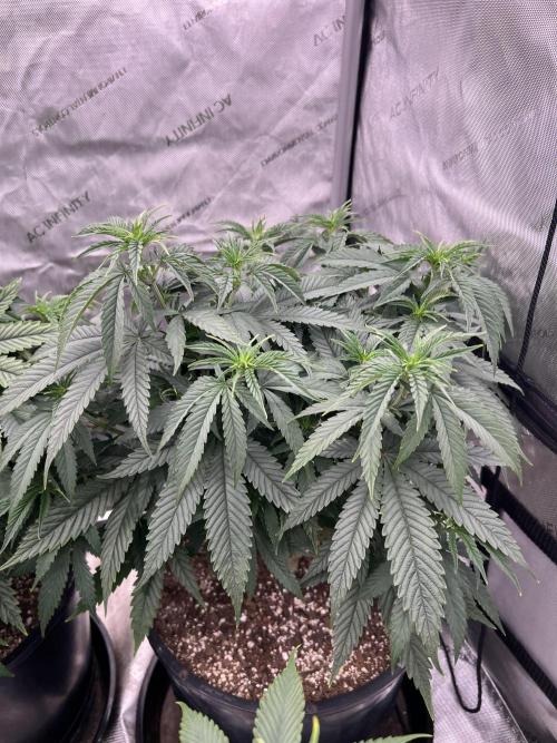 Flagship Photoperiod Grow. Week 10