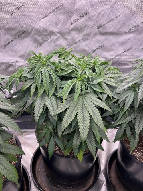 Flagship Photoperiod Grow. Week 10