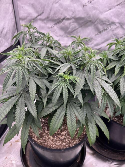 Flagship Photoperiod Grow. Week 10