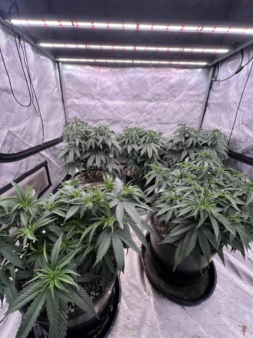 Flagship Photoperiod Grow. Week 10