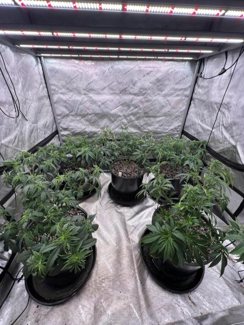 Flagship Photoperiod Grow. Week 10