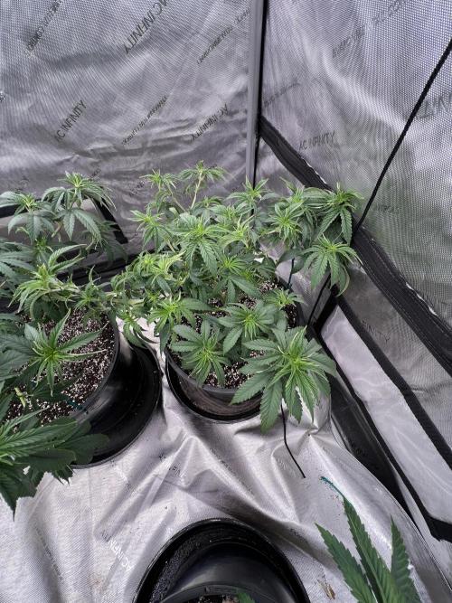 Flagship Photoperiod Grow. Week 10