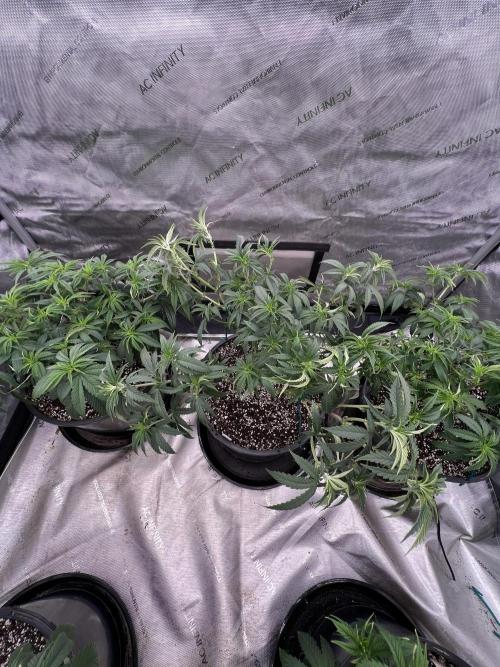 Flagship Photoperiod Grow. Week 10