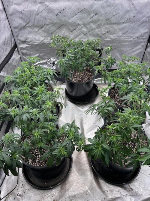 Flagship Photoperiod Grow. Week 10