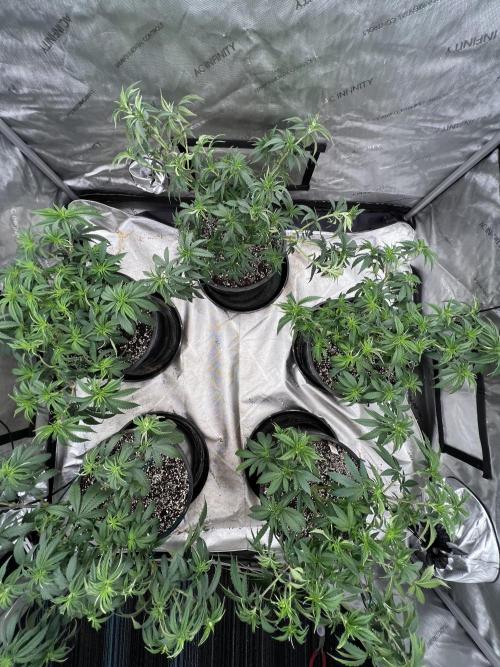 Flagship Photoperiod Grow. Week 10