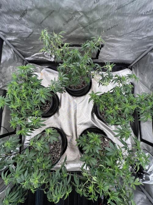 Flagship Photoperiod Grow. Week 10