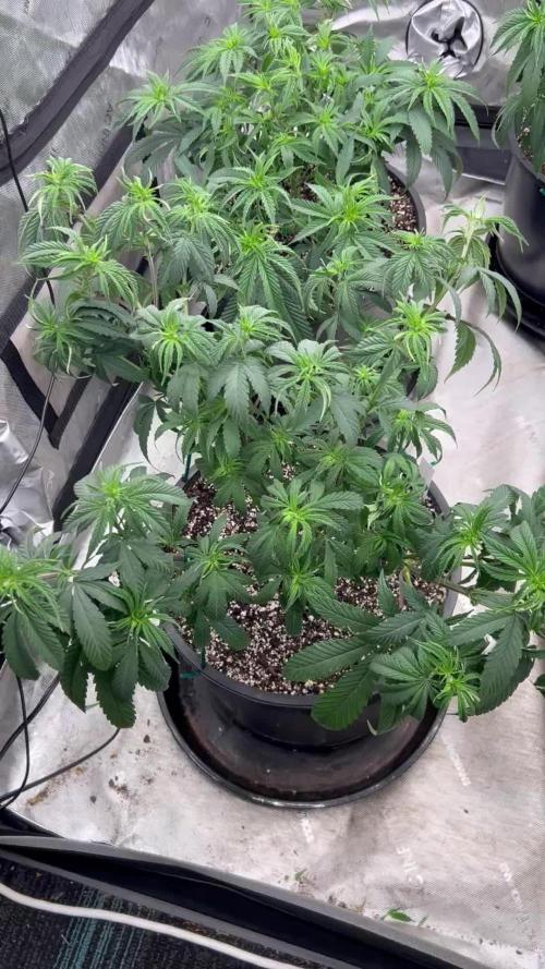 Flagship Photoperiod Grow