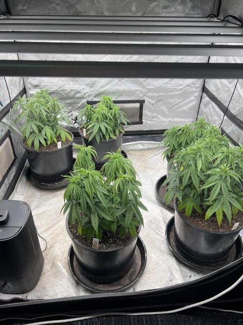 Flagship Photoperiod Grow. Week 9