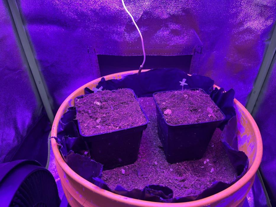 Euphoria & Shaman. Week 1 - Inicia en pots pequeños.