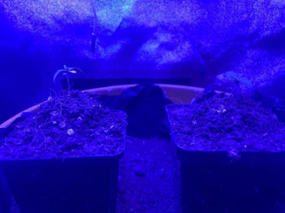Euphoria & Shaman. Week 2