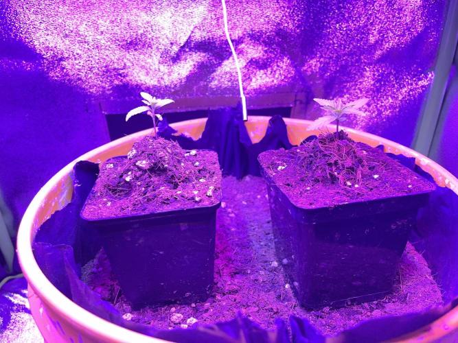 Euphoria & Shaman. Week 3