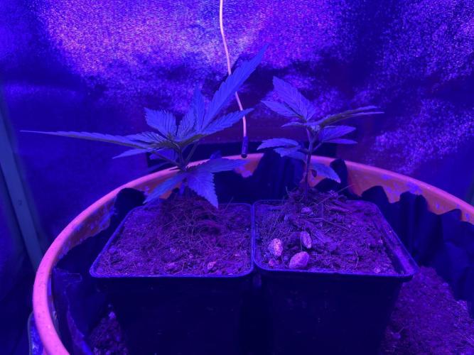 Euphoria & Shaman. Week 4