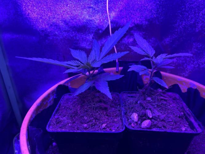 Euphoria & Shaman. Week 4