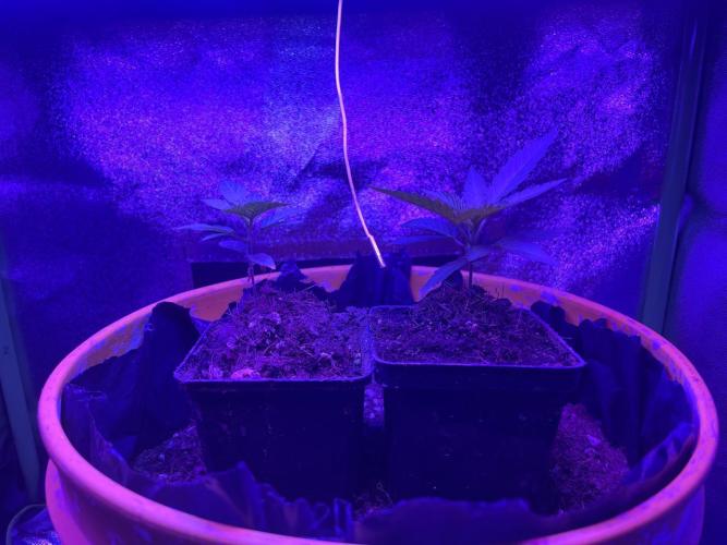 Euphoria & Shaman. Week 4