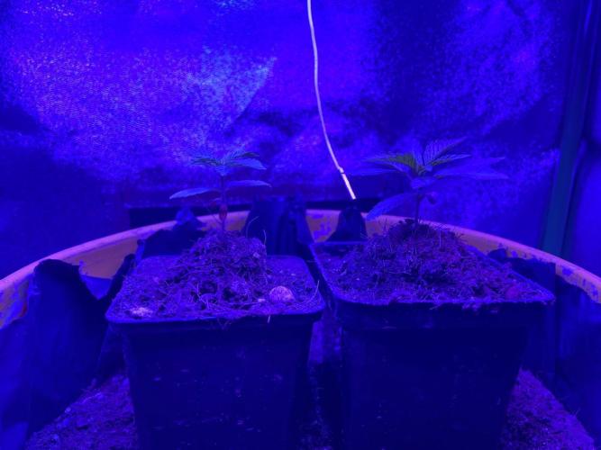 Euphoria & Shaman. Week 4