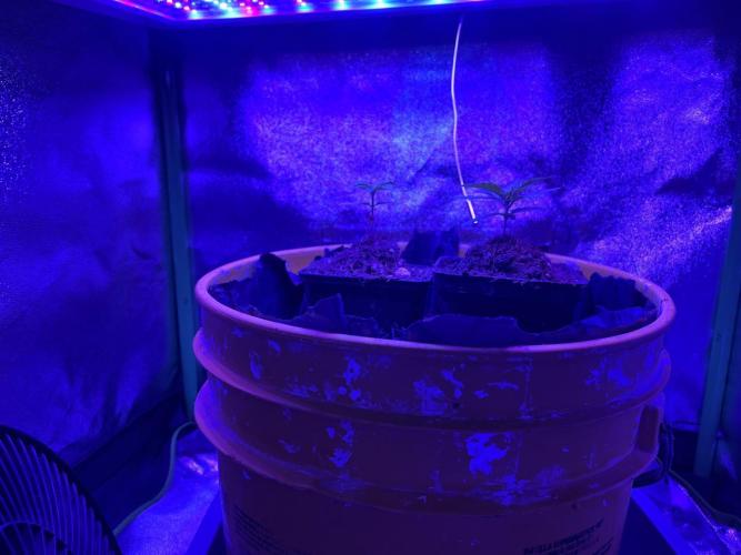 Euphoria & Shaman. Week 4
