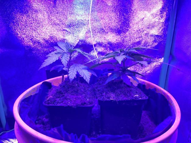 Euphoria & Shaman. Week 5