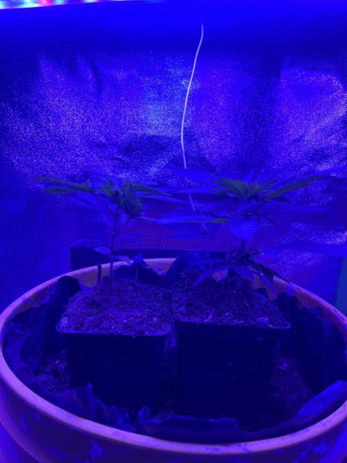 Euphoria & Shaman. Week 5