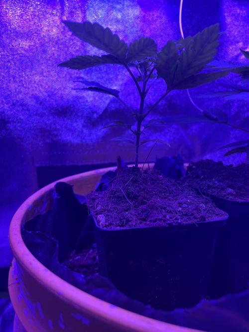 Euphoria & Shaman. Week 5
