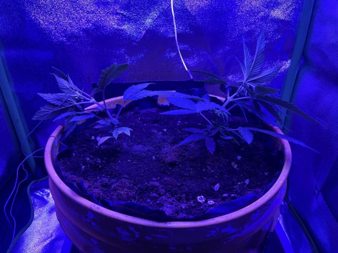 Euphoria & Shaman. Week 6