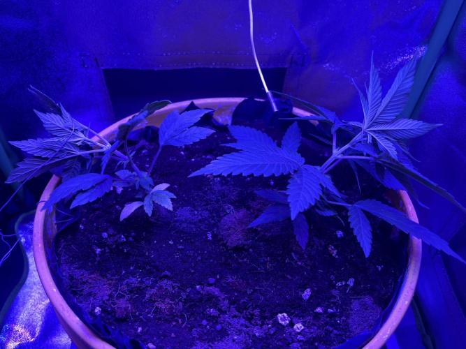 Euphoria & Shaman. Week 6