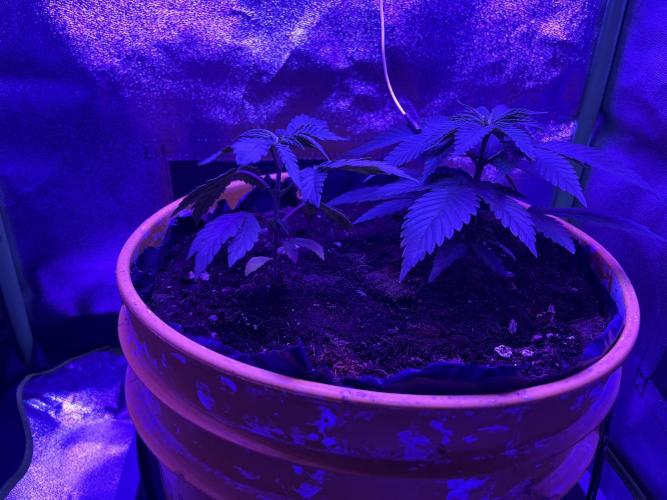 Euphoria & Shaman. Week 6
