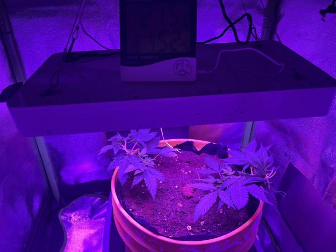 Euphoria & Shaman. Week 6