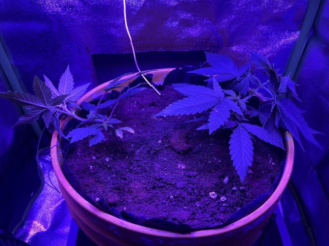 Euphoria & Shaman. Week 6